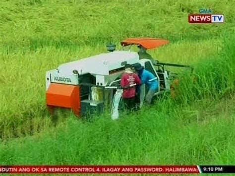 Sona Presyo Ng Palay Sa Ilang Lugar Sumadsad Sa P Kg