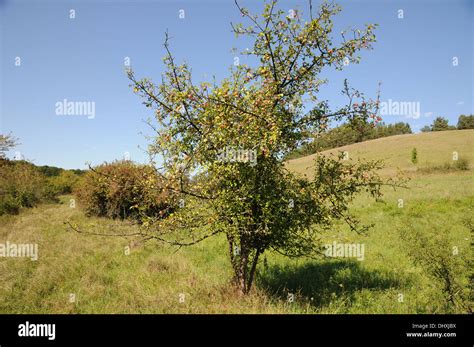 Wild apple tree Stock Photo - Alamy