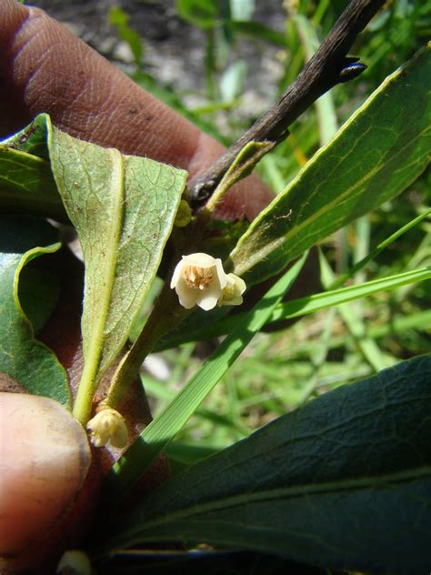 West African Plants A Photo Guide Euclea Crispa Thunb G Rke