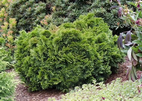 Thuja — Sunnyside Nursery