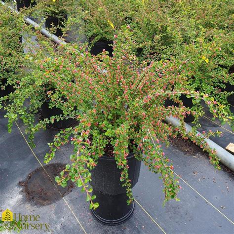 Cotoneaster Apiculatus Cranberry Cotoneaster From Home Nursery