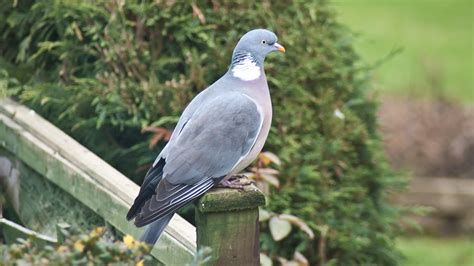 Common Wood Pigeon Ely Cambridgeshire Part Of The Rspb Flickr