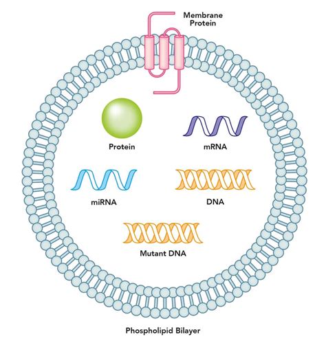 Extracellular vesicle DNA: A promising cancer biomarker