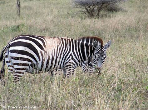 Piebald Zebra