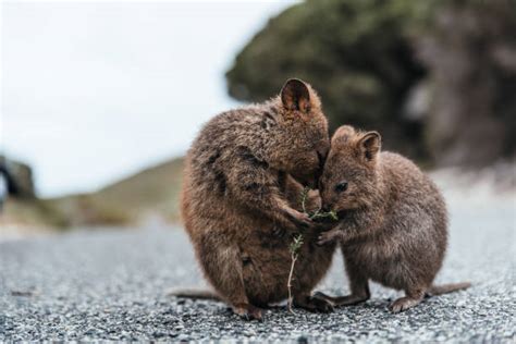 1,500+ Quokka Stock Photos, Pictures & Royalty-Free Images - iStock