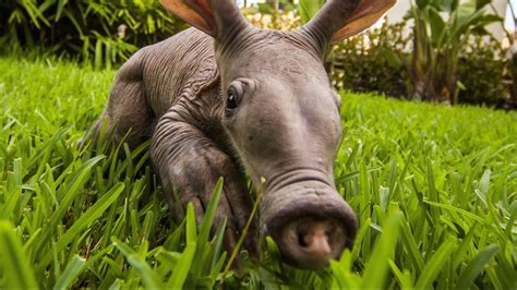 Aardvark Information And Facts Youtube