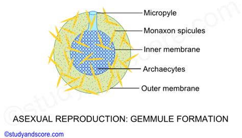 Phylum Porifera Sexual And Asexual Reproduction In Sponges And