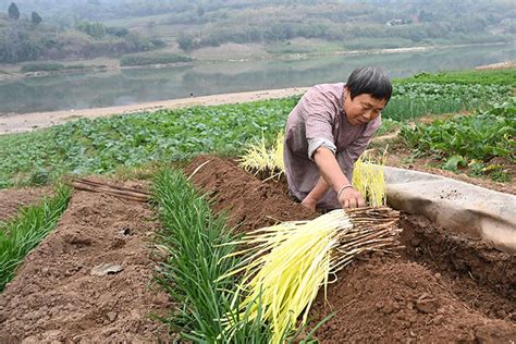 四川内江：大雪时节菜农忙 热门资讯 当代县域经济网