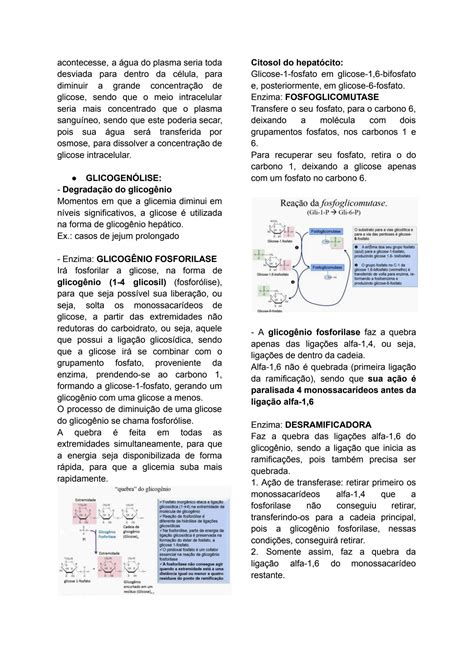 SOLUTION Bioqu Mica Metabolismo Do Glicog Nio Studypool