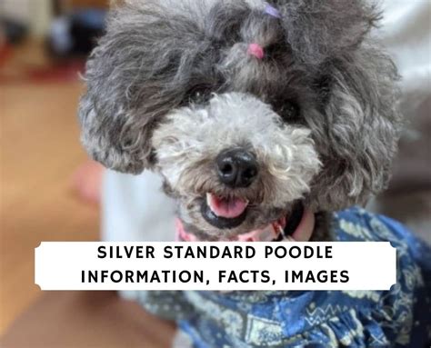 Silver Standard Poodle Information, Facts, Images!