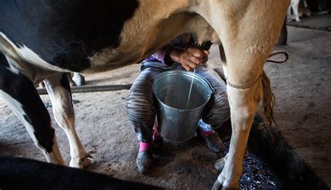 Descubre cuántos litros de leche da una vaca y aprovecha todos sus