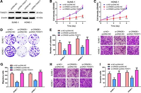 TWIST1 Is Responsible For CRNDE Mediated Cell Proliferation Migration