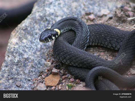 Snake Dark Gray Color Image & Photo (Free Trial) | Bigstock