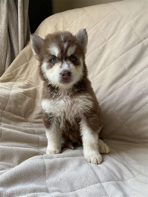 Siberian Husky Puppies For Sale Graham NC 333689