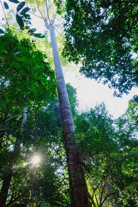 Green forest trees stock image. Image of leaf, environment - 113195623