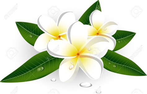 White frangipani clipart 20 free Cliparts | Download images on ...