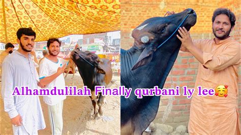 Qurbani Ke Liye Cow Le Li 🐂😍 Mandi Se Kitne Ka Liya😱 Youtube