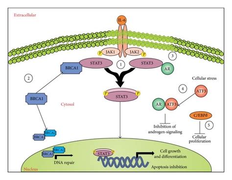 The JAK STAT Signaling In Prostate Cancer 1 The JAK STAT Pathway Has