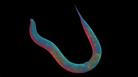 Why Does Sex Exist This 18 Million Year Old Worm Left It All Behind Shots Health News Npr