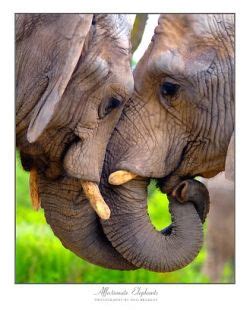 Elephants Are Astonishing Creatures Deeply Affectionate Highly