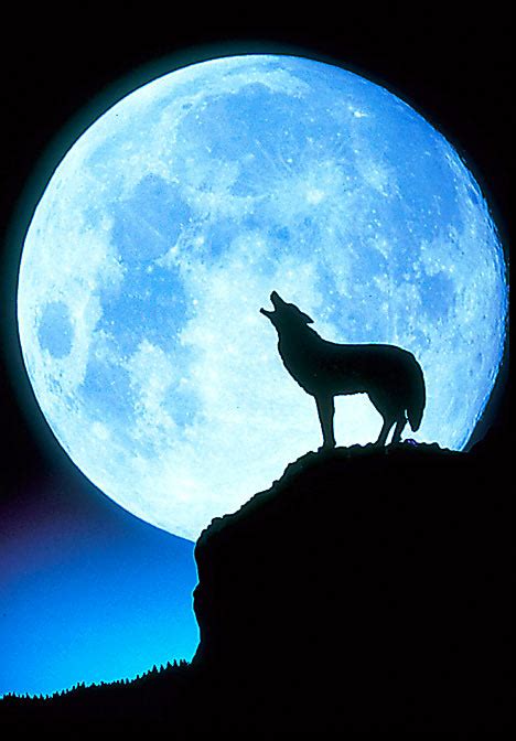 Wolf Pack Howling At The Moon