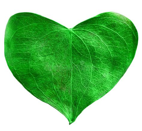 Green Leaf Heart Shaped Stock Image Image Of Beauty