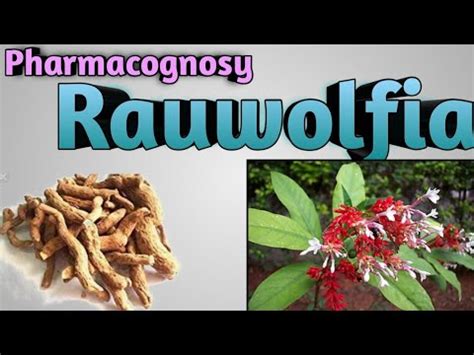 Pharmacognosy Of Rauwolfia Youtube