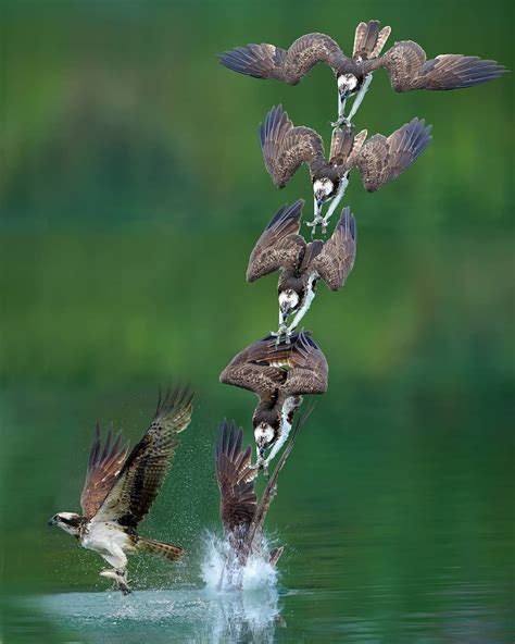 Photographer Captures Every Moment Of Osprey S Incredible Dive For Its