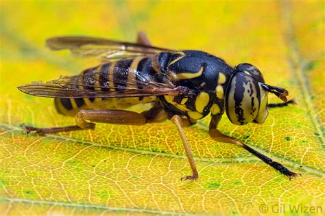 Order Diptera Flies And Mosquitoes Gil Wizen