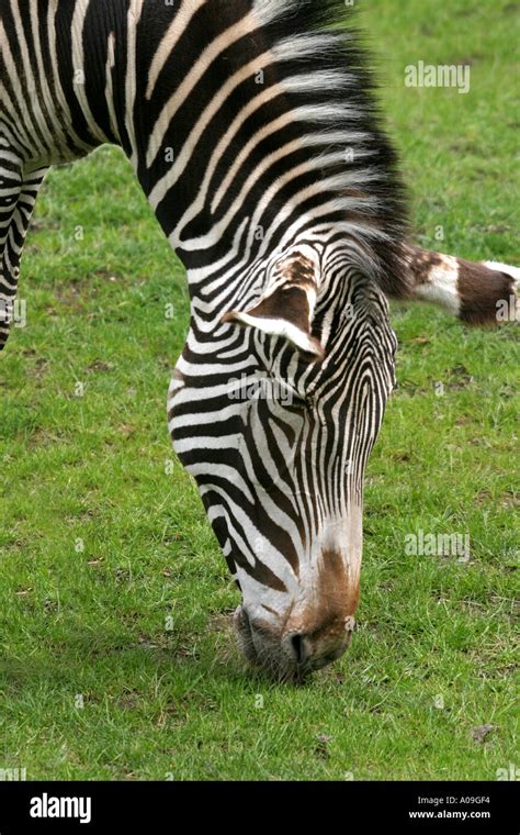 Zebra (Equus quagga Stock Photo - Alamy