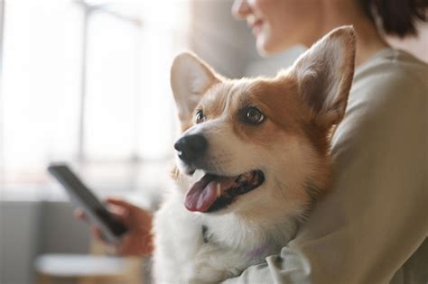 Lindo Perro Corgi Pembroke Galés Esponjoso En Manos De Su Dueño Foto Premium