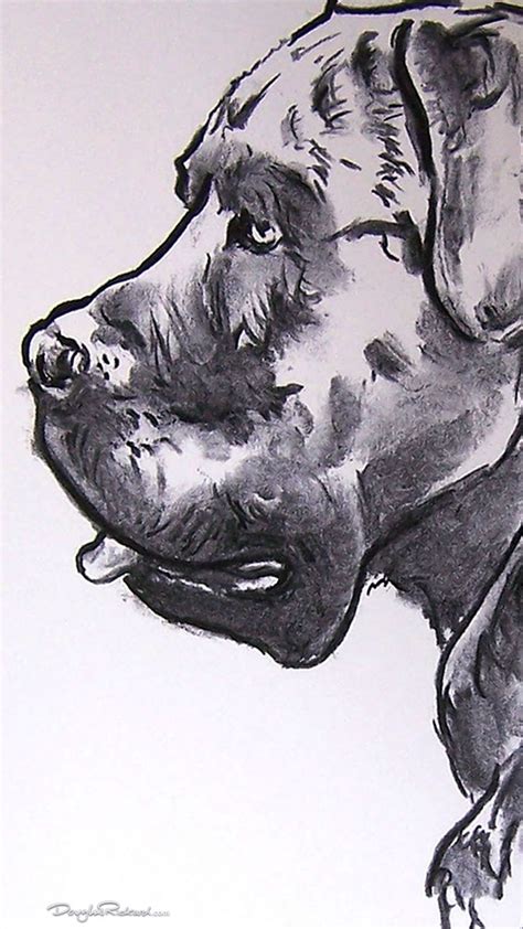 How To Draw A Cane Corso Np