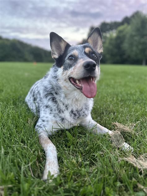 Australian Cattle Mutt Rdoggydna