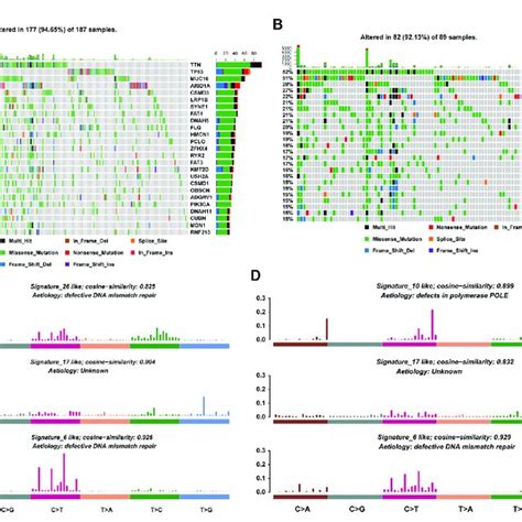 Mutational Profiles Of High And Low Latitudes A B Top Mutational