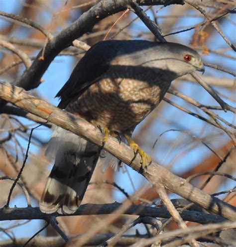 Coopers Hawks Life History Range