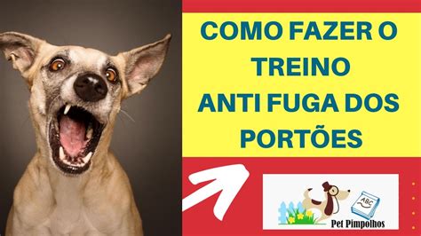 Como Ensinar O Cachorro A N O Fugir Pelo Port O Youtube