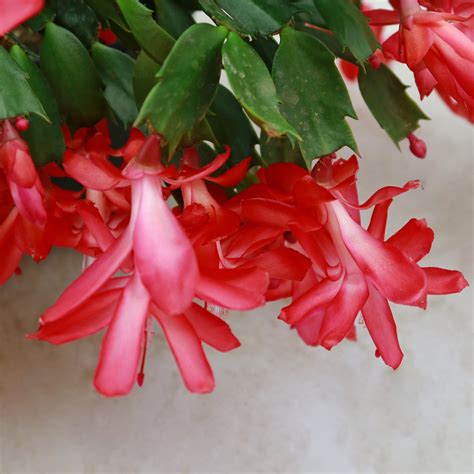 Buy Holiday Cactus Schlumbergera Online Red Flowers Planet Desert