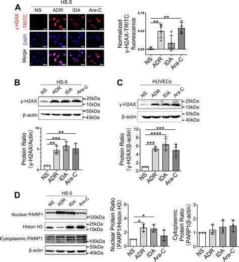 DNA Damage To Bone Marrow Stromal Cells By Antileukemia Drugs Induces