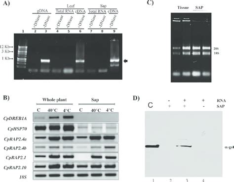 Transcriptional Expression Of Different Genes In The Sap Of Carica