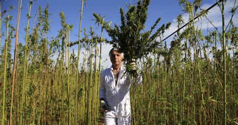 Coltivare La Canapa Come Far Crescere Cannabis In ITalia