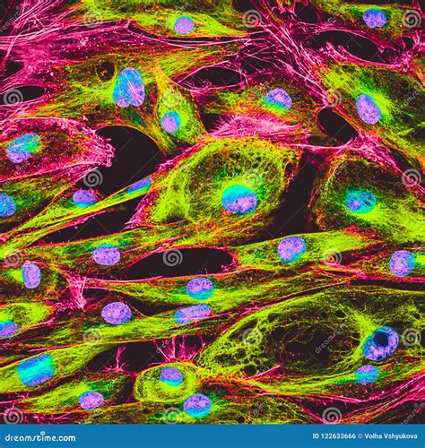 Confocal Microscopy Of Fibroblast Cells Stock Photography