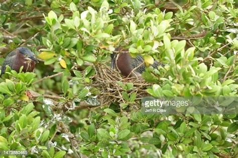 60 Green Heron Nest Stock Photos, High-Res Pictures, and Images - Getty Images