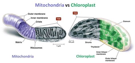 The Difference between Chloroplast and Mitochondria - KnowsWhy.com