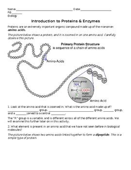 Proteins And Enzymes Guided Inquiry Pogil Style Interactive Activity