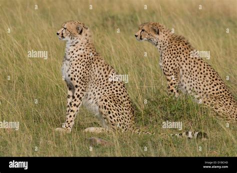 Two Cheetahs Sitting Together Stock Photo Alamy