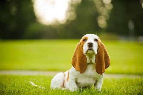 Por Qu Algunos Perros Tienen Las Orejas Ca Das Y Barkibu Es