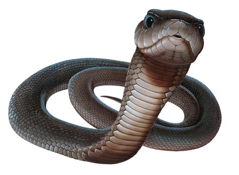 King Cobra Png Images Hd Png Play