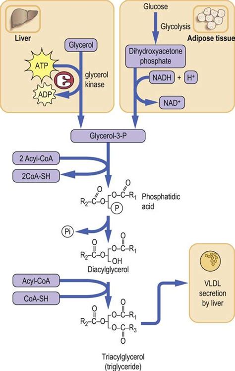 Triacylglycerol Synthesis