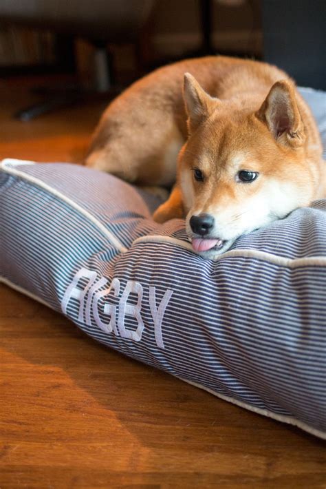 What You Should Know About The Shiba Inu Breed