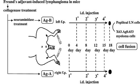 Procedure For The Rapid Differential Immunization Protocol Da Rats Download Scientific Diagram